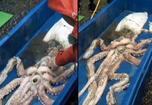 Giant Squid Caught in Irish waters (Photo) Giant Squid Caught in Irish waters (Photo)