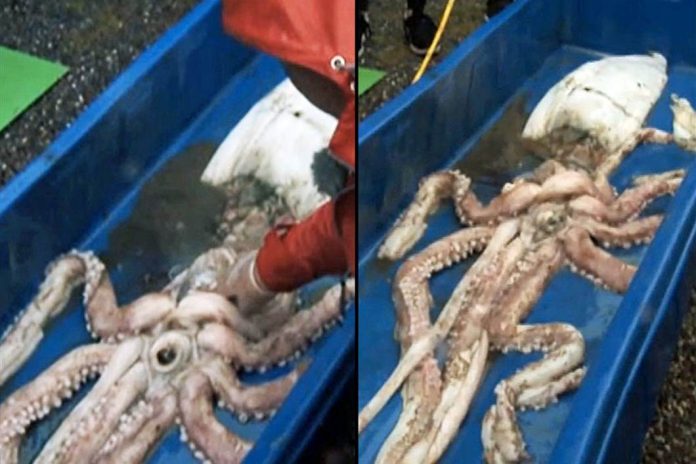 Giant Squid Caught in Irish waters (Photo)