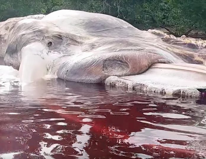 Massive sea creature washes ashore in Indonesia [Video]