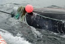 Whale kills man after he helps free it Whale kills man after he helps free it