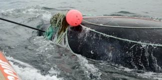 Whale kills man after he helps free it Whale kills man after he helps free it