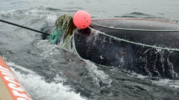 Whale kills man after he helps free it