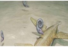 Scientist identify a 190-million-year-old sea monster Benjamin Kear: Scientist identify a 190-million-year-old sea monster