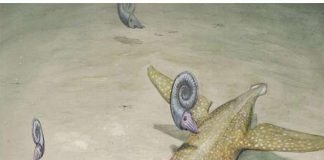Scientist identify a 190-million-year-old sea monster Benjamin Kear: Scientist identify a 190-million-year-old sea monster