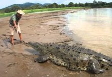 British journalist: Crocodile suspected in death of UK reporter in Sri Lanka British journalist: Crocodile suspected in death of UK reporter in Sri Lanka