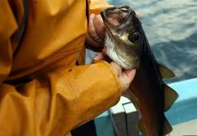 Great Lakes Fish Found to Have Antidepressants in Brains, Study Great Lakes Fish Found to Have Antidepressants in Brains, Study