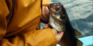 Great Lakes Fish Found to Have Antidepressants in Brains, Study Great Lakes Fish Found to Have Antidepressants in Brains, Study