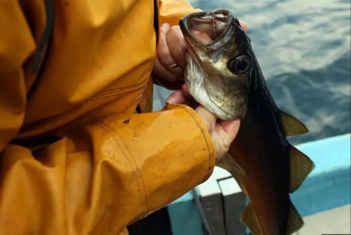 Great Lakes Fish Found to Have Antidepressants in Brains, Study