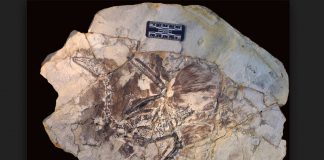 UT Austin study: Fossilised hair five times rarer than feathers New research: Fossilised hair five times rarer than feathers