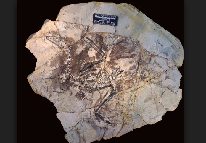 New research: Fossilised hair five times rarer than feathers