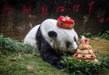 Panda Basi dies aged 37 in China Panda Basi dies aged 37 in China