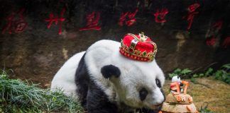 Panda Basi dies aged 37 in China Panda Basi dies aged 37 in China