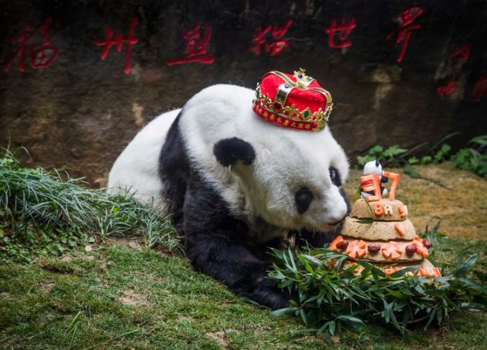 Panda Basi dies aged 37 in China