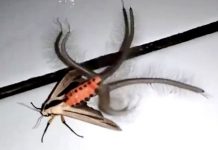 Creepy creature filmed in Indonesia (Watch) Creepy creature filmed in Indonesia (Watch)