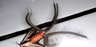 Creepy creature filmed in Indonesia (Watch) Creepy creature filmed in Indonesia (Watch)