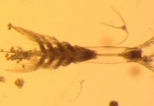 “Monster” plankton discovered in Arctic Ocean 'Monster' plankton discovered in Arctic Ocean