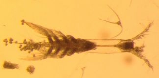 “Monster” plankton discovered in Arctic Ocean 'Monster' plankton discovered in Arctic Ocean