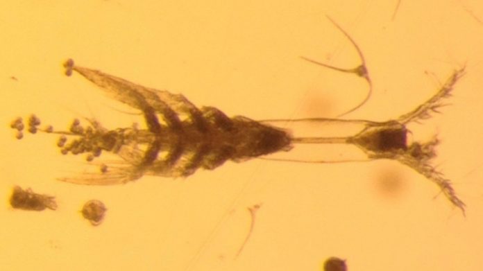 'Monster' plankton discovered in Arctic Ocean
