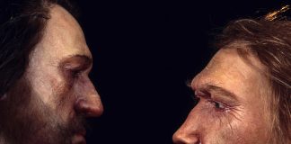 Neanderthal DNA in humans may influence mood, sleep patterns: Scientists Say Neanderthal DNA in humans may influence mood, sleep patterns: Researchers Say