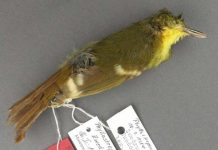 Rare songbird may never have existed , Scientists Say Rare songbird may never have existed , Researchers Say