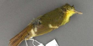 Rare songbird may never have existed , Scientists Say Rare songbird may never have existed , Researchers Say