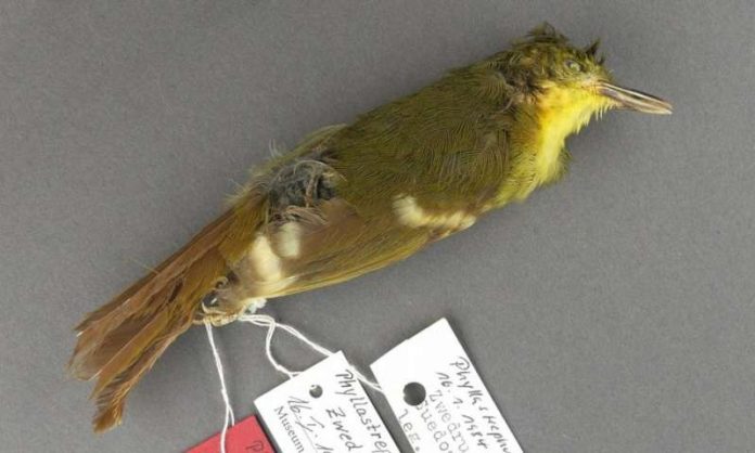 Rare songbird may never have existed , Researchers Say