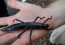 Research: DNA proves the amazing ‘tree lobster’ insect still alive Research: DNA proves the amazing "tree lobster" insect still alive