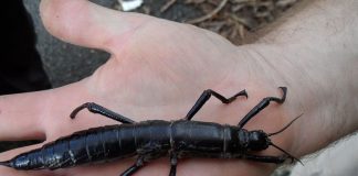 Research: DNA proves the amazing ‘tree lobster’ insect still alive Research: DNA proves the amazing "tree lobster" insect still alive