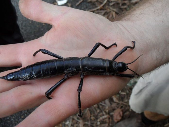 Research: DNA proves the amazing "tree lobster" insect still alive