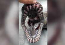 Dinosaur shark: Scientists from Portugal make terrifying discovery in Ocean Dinosaur shark: Portugal scientists make terrifying discovery in Ocean