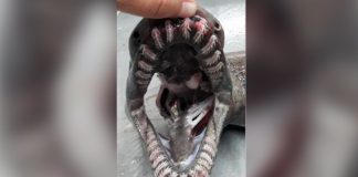 Dinosaur shark: Scientists from Portugal make terrifying discovery in Ocean Dinosaur shark: Portugal scientists make terrifying discovery in Ocean