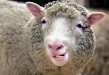 Dolly The Sheep Didn’t Have Arthritis After All, says new research Dolly The Sheep Didn't Have Arthritis After All, says new research