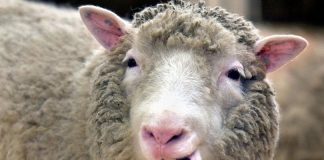 Dolly The Sheep Didn’t Have Arthritis After All, says new research Dolly The Sheep Didn't Have Arthritis After All, says new research