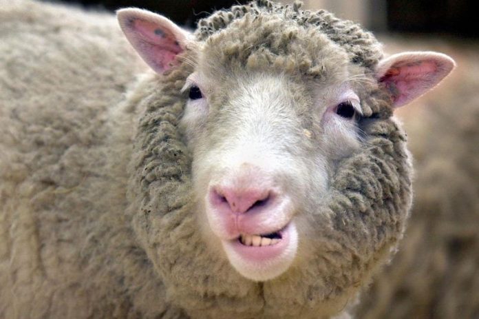 Dolly The Sheep Didn't Have Arthritis After All, says new research