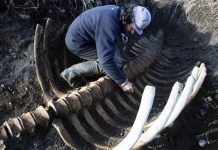 Gigantic sea monster shocks Russians “Photo” GIGANTIC sea monster shocks Russians