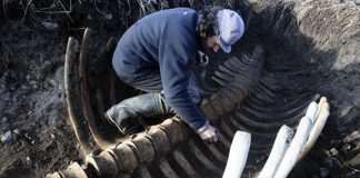 Gigantic sea monster shocks Russians “Photo” GIGANTIC sea monster shocks Russians