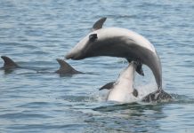 Male Dolphins Charm Females With ‘Bouquets’ Too, Says New Study Male Dolphins Charm Females With 'Bouquets' Too, Says New Study