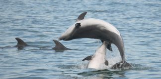 Male Dolphins Charm Females With ‘Bouquets’ Too, Says New Study Male Dolphins Charm Females With 'Bouquets' Too, Says New Study