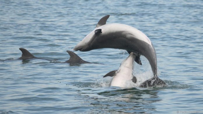 Male Dolphins Charm Females With 'Bouquets' Too, Says New Study