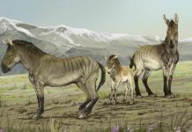 Researchers discover previously unrecognized genus of extinct horses Researchers discover previously unrecognized genus of extinct horses