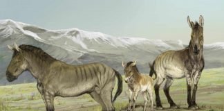 Researchers discover previously unrecognized genus of extinct horses Researchers discover previously unrecognized genus of extinct horses