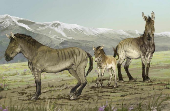 Researchers discover previously unrecognized genus of extinct horses
