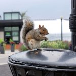 Species Are Rapidly Adapting to City Habitats, Study Species Are Rapidly Adapting to City Habitats, Study