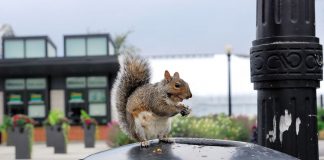 Species Are Rapidly Adapting to City Habitats, Study Species Are Rapidly Adapting to City Habitats, Study