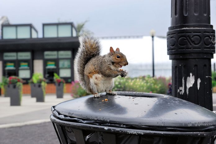 Species Are Rapidly Adapting to City Habitats, Study