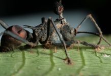 ‘Zombie fungus’ controls ant muscles, researchers say 'Zombie fungus' controls ant muscles, researchers say