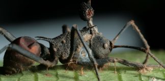 ‘Zombie fungus’ controls ant muscles, researchers say 'Zombie fungus' controls ant muscles, researchers say