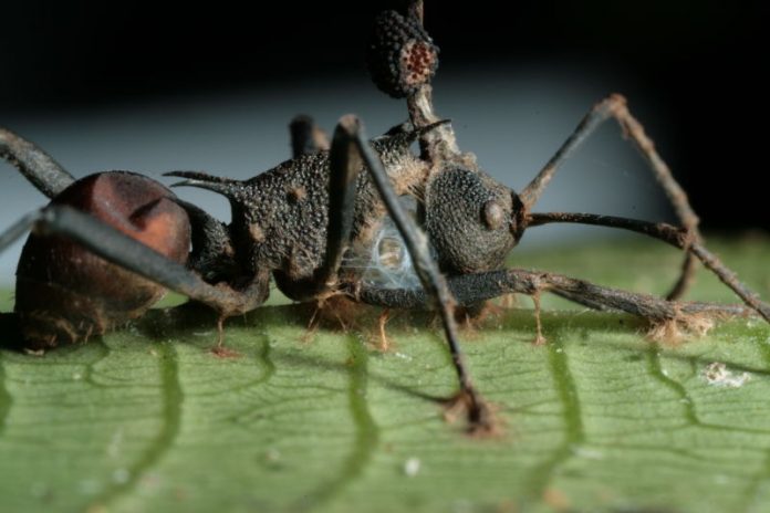'Zombie fungus' controls ant muscles, researchers say