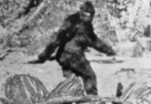 DNA tests reveal the Yeti’s not-so-abominable identity (research) DNA tests reveal the Yeti's not-so-abominable identity (research)