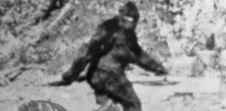 DNA tests reveal the Yeti’s not-so-abominable identity (research) DNA tests reveal the Yeti's not-so-abominable identity (research)